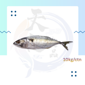 WF1. 甘榜鱼 Ikan kampung/kembung 4/6
