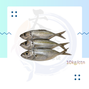 WF2. 大眼鱼 Ikan Lolong 8/10