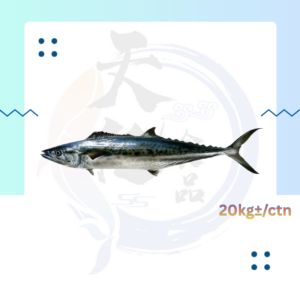 WF10. 大马鲛鱼 Ikan Tenggiri 1000/3000
