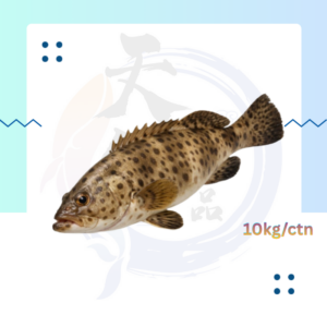 WF8. 石斑鱼 Ikan Kerapu 200/300