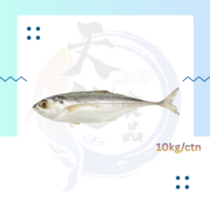 WF12. 硬尾鱼 Ikan Cincaru 4/6