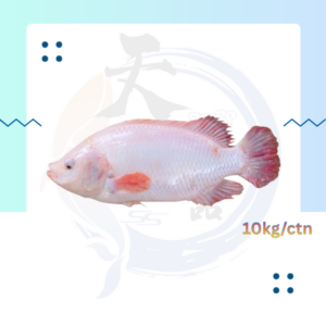 WF18. 红非洲鱼 Ikan Merah Tilapia 200/300