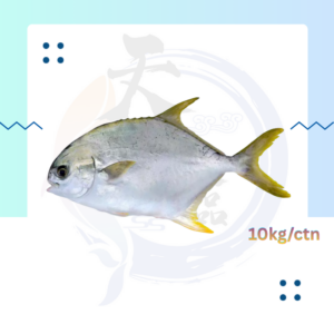 WF7. 金昌鱼 Ikan Bawal Emas 300/400