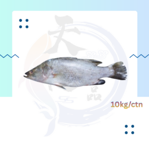WF19. 金目卢鱼 Ikan Siakap 600/800