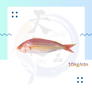 WF14. 金线鱼 Ikan Kerisi 6/8