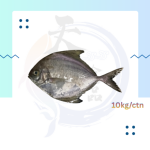 WF4. 黑昌鱼 Ikan Bawal Hitam 200/300