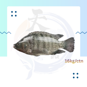WF17. 黑非洲鱼 Ikan Hitam Tilapia 100/200