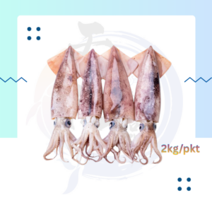 SG2. 乌贼鱼苏东 Wholes Sotong Squid 6/10